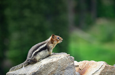 squirrel in the park