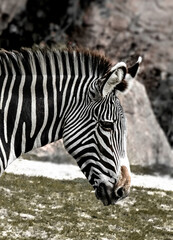 Fototapeta premium zebra eating grass