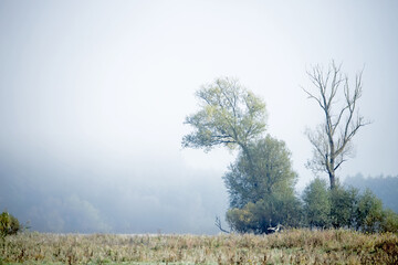 Fototapeta premium Der Grenzfluss Oder zwischen Deutschland und Polen. Das polnische Ufer bei Nebel am frühen Morgen im Herbst.