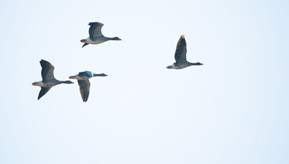 Mehrere Graugänse fliegen am Himmel