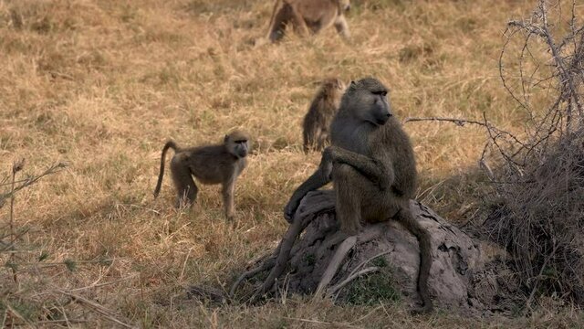 A baboon in Africa 