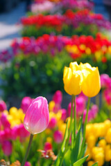 冬の色とりどりなチューリップの花