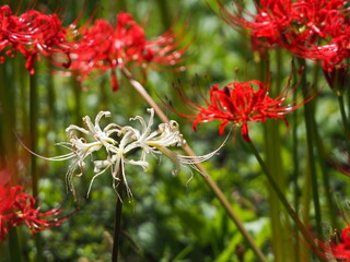 白くて美しい曼殊沙華の花