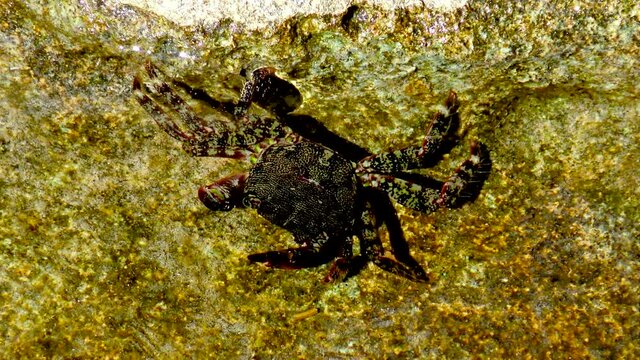 Marbled rock crab (Pachygrapsus marmoratus) on rocks in Crimea, Black Sea