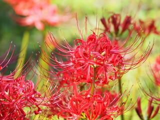 真っ赤な曼殊沙華の花のクローズアップ