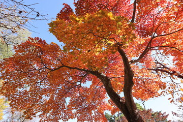 山中湖の紅葉風景