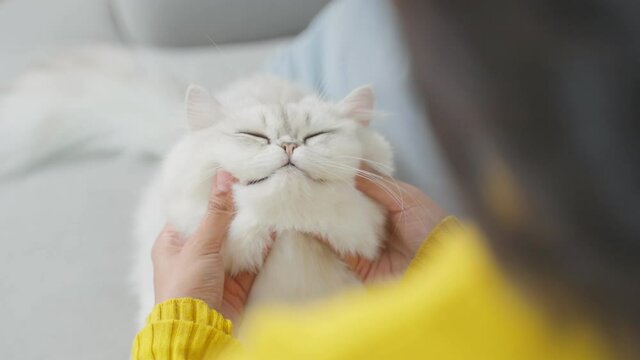 Close up hands of woman holding little cat with happiness at home.