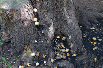 Hongos en bosque