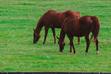 Obraz premium horse２
