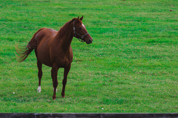 horse