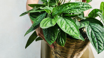 Close up green plants in plants for sell concept.