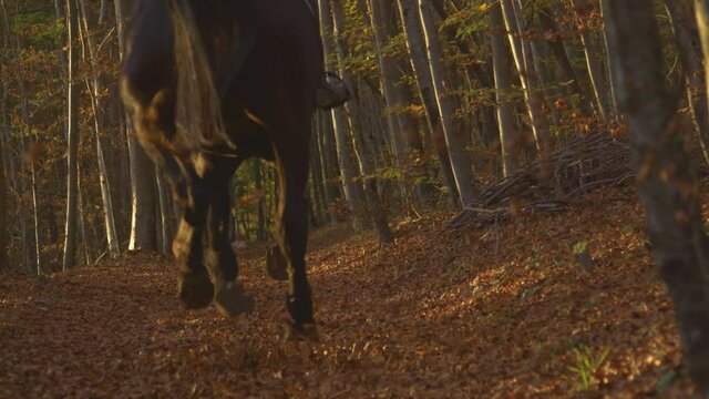 SLOW MOTION: Unrecognizable young woman rides her horse along an empty trail in the golden lit forest. Female horseback rider gallops on her horse down a scenic path covered in crunchy dry leaves.