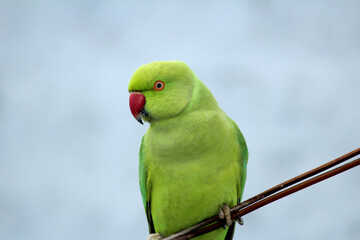 a green parrot sitting on a wire