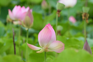 Lotus blossom in a pond.