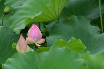 Lotus blossom in a pond.