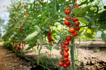 Beautiful red ripe cherry tomatoes