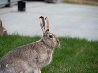 rabbit in the grass