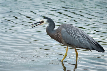 An adult white-faced heron in breeding plumage caught crab in its beak, Waimanu Lagoons, Kapiti coast, North Island.
