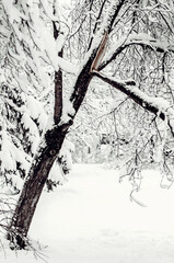 Trees under snow. Winter view on fallen trees under snow. Dangerous trees under heavy snow. Snow storm on city street