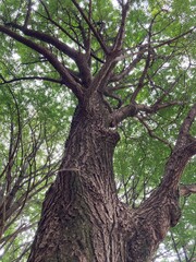 tree in the park