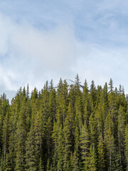 forest in the mountains, rockie mountains, rockies
