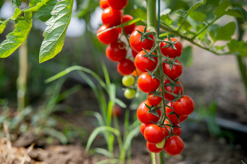 Beautiful red ripe cherry tomatoes