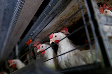 Poultry farm. The head of a white hen is sticking out of a cage at a poultry farm.