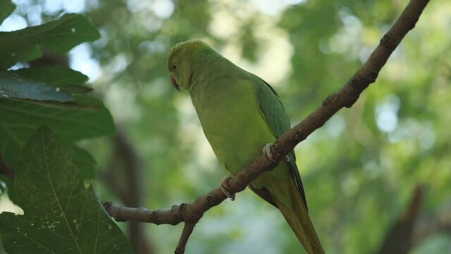 A parakeet standing on a tree branch.