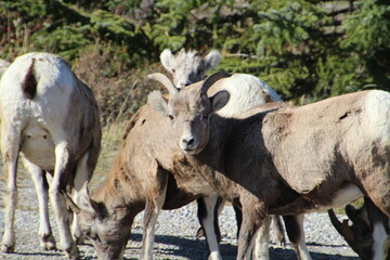 The Herd, Nordegg, Alberta