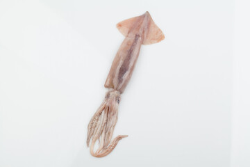 오징어,요리,음식,음식재료,재료,해산물,날것,맛,사람없음,스튜디오,신선,실내,얼음,오브젝트