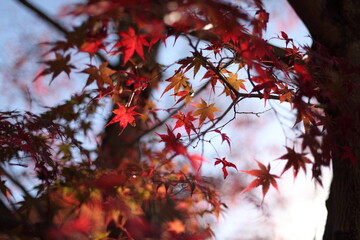 紅葉