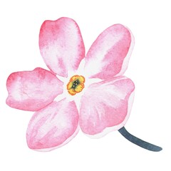 Pink forget-me-not. Watercolor botanical illustration included in the collection of wildflowers. Isolated image on a white background. For your design.