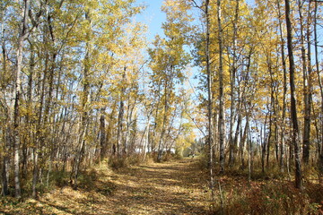 Colors On The Trail, Elk Island National Park, Alberta