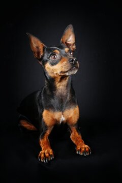 miniature pinscher isolated on black background 