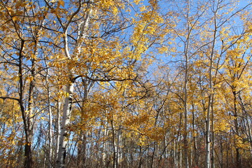 Trees On Autumn Trail, William Hawrelak Park, Edmonton, Alberta