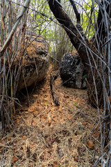 large bowlders in forest
