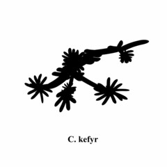 Naklejka premium C. kefyr candida. Pathogenic yeast-like fungi of the Candida type morphological structure. Vector illustration on isolated background