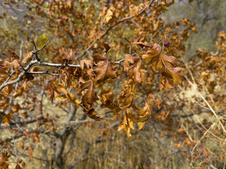 Yellowed wood due to the climate. Dried yellow leaves