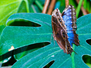 Peleides blue morpho butterfly is on a green leaf
