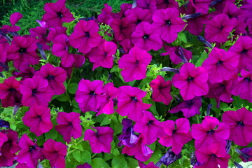 Background of numerous crimson flowers of hybrid petunia among green stems on a summer day.