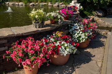 Fototapeta na wymiar Many pots of colorful blooming hybrid petunia bushes stand by the fountain on a sunny summer day.