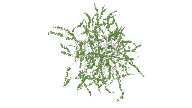 Growing Ivy 4K. Alpha channel included.

