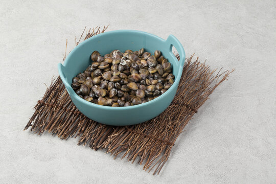 Corbiculae Bilder Durchsuchen 529 Archivfotos, und