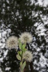 Dandelion flower (Taraxacum) , a plant in a beautiful field