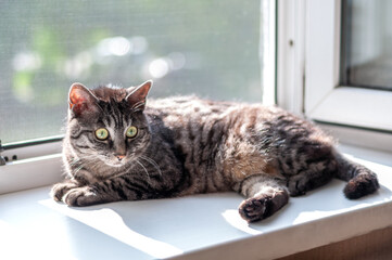 Cute gray striped cat lying near the open window looking ahead