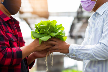hands touching non toxic vegetables