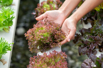 hands touching non toxic vegetables