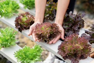 hands touching non toxic vegetables