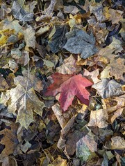Autumn leaves on the ground in the sunny day