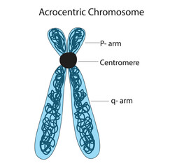 Biological illustration of Acrocentric Chromosome
